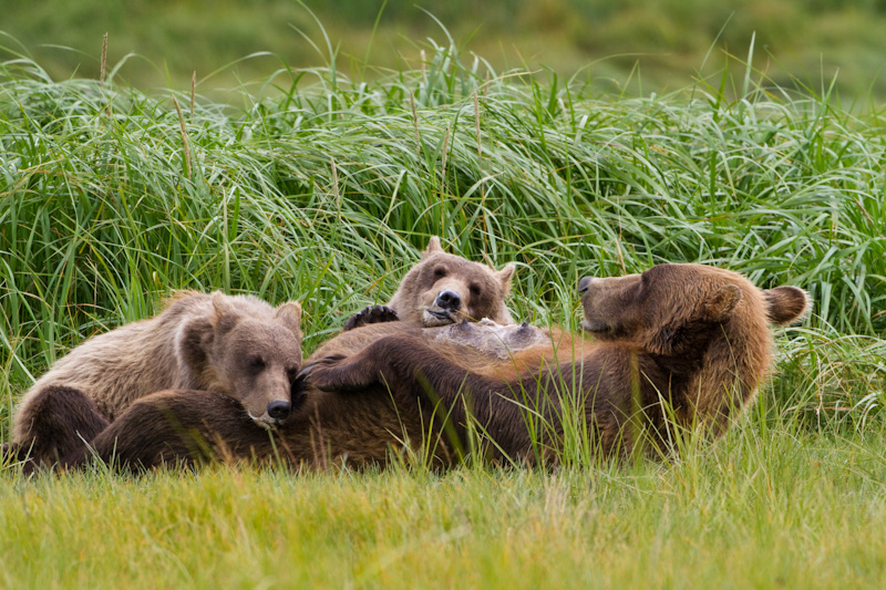 Grizzly Bear Cubs Napping After Nursing